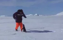 Atak pingwina!