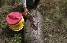Ponad 5-metrowy pyton połknął łanię. Zdjęcie rozciętego węża nie dla wrażliwych.