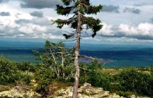 Najstarsze, najwyższe i najgrubsze drzewa na świecie