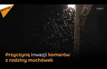 Apokalipsa komarów w Rosji