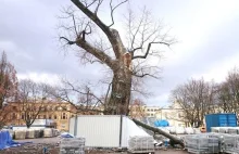 To już koniec Baobabu na placu Litewskim w Lublinie