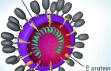 Czy nowy koronawirus powstał z krzyżówki z wirusem HIV?