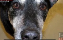 Frankie, pies, który rozpoznaje raka | KobietaXL.pl