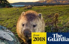 Naukowcy odkryli sekret sześciennych odchodów wombatów