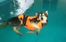 Prędkość migawki idealnie zsynchronizowana z ruchem łap pływającego psa