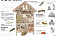 Jak zbudować domki dla owadów