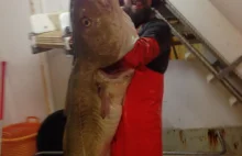 50 kg dorsz złapany przez islandzkiego rybaka
