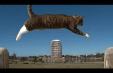 Purrkour, czyli świetnie wytresowany kot skaczący po mieście.