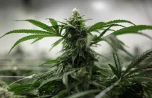 ONZ zbada, czy marihuana powinna być zakazana na poziomie międzynarodowym