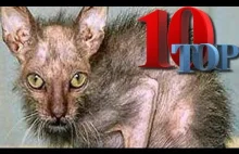 Worlds's UGLIEST Cats (Top 10!!!)