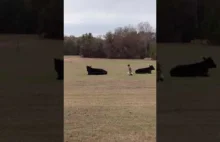 Little Kid tries to sneak up a cow