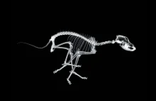 Zdjęcia rentgenowskie najdziwniejszych rzeczy, jakie znaleziono w zwierzętach