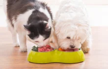 Czy pies i kot może jeść tą samą karmę?