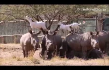 Niezła przyjaźń nosorożców z kozami