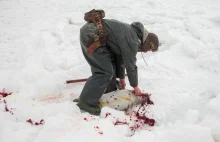 Krwawe polowanie na foki w Kanadzie