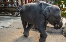 Dumbo doprowadzony do śmierci w tajskim zoo. Na koniec "pękły" mu tylne nogi