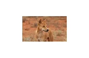Pies, wyglądający na dingo, zaatakował 4latka na plaży w Queensland, Australia!