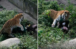 Tygrys zaatakował opiekunkę w zoo