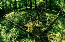 Puszcza Białowieska - ostatni naturalny las nizinny w Europie