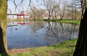 Absurd. Krakowscy urzędnicy chcą wycinki 400 drzew... aby stworzyć park!