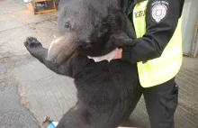 W kontenerze znaleźli czarnego niedźwiedzia amerykańskiego