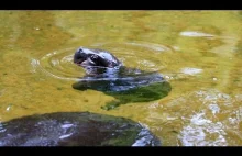 Malutki hipopotam karłowaty bierze pierwszą kąpiel.