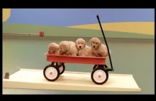 Dog Goldberg Machine