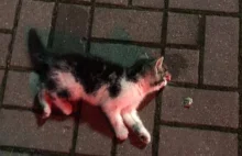 Dwójka młodych podludzi zabiła kociaka - wpis na Facebook