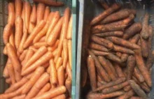 Umyte marchewki = żywność przetworzona? Kolejny absurd w państwie polskim.