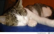 PILNIE szukamy kota, który przeżył panleukopenię (koci tyfus)