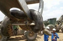 W Brazylii złapano olbrzymią anakondę