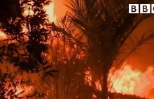 WWF: bojkot oleju palmowego nie ma sensu