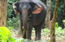 Słonie na Wyspie Słonia