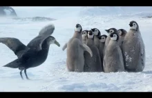 Młode pingwinki, dzielnie stawiają czoła Petrelowi