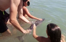 Mały delfin zabity przez plażowiczów robiących z nim selfie