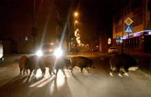 Kilka dzików spacerowało po centrum! Zobacz film!