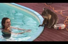 Koala pszylas, napic sie wody z basenu.