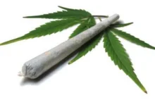 Legalizacja marihuany nie zwiększa jej użycia wśród młodzieży