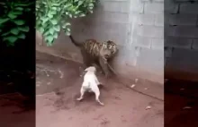 Pitbull rzuca się zagryźć kociaka