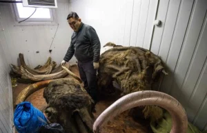 Chińczycy napędzają rynek na kości mamutów z Syberii!