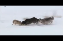 Wilki kontra kojoty
