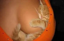 Funny CATS 2014 Compilation - BEST Funny Animals - Funny Video November...