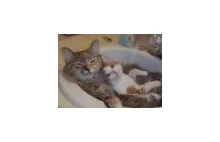Kocie opowiesci: Czas na kąpiel