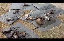 Straszna pułapka na myszy
