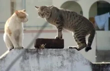 Dwa kotki walczą o dominację :D