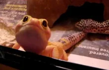 Gekony Lamparcie - Jedne z najciekawszych jaszczurek dla początkujących