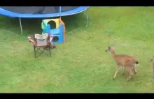 Wydra bawi się z młodym jeleniem