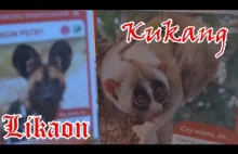 Kukang i Likaon - Dziwne Zwierzaki Świata - Karty Zwierząt z Biedronki...