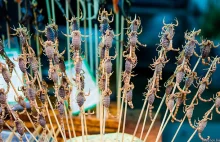 Azjatycki fastfood czyli skorpion na patyku