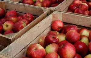 Polskie jabłka coraz droższe. Może grozić nam bańka